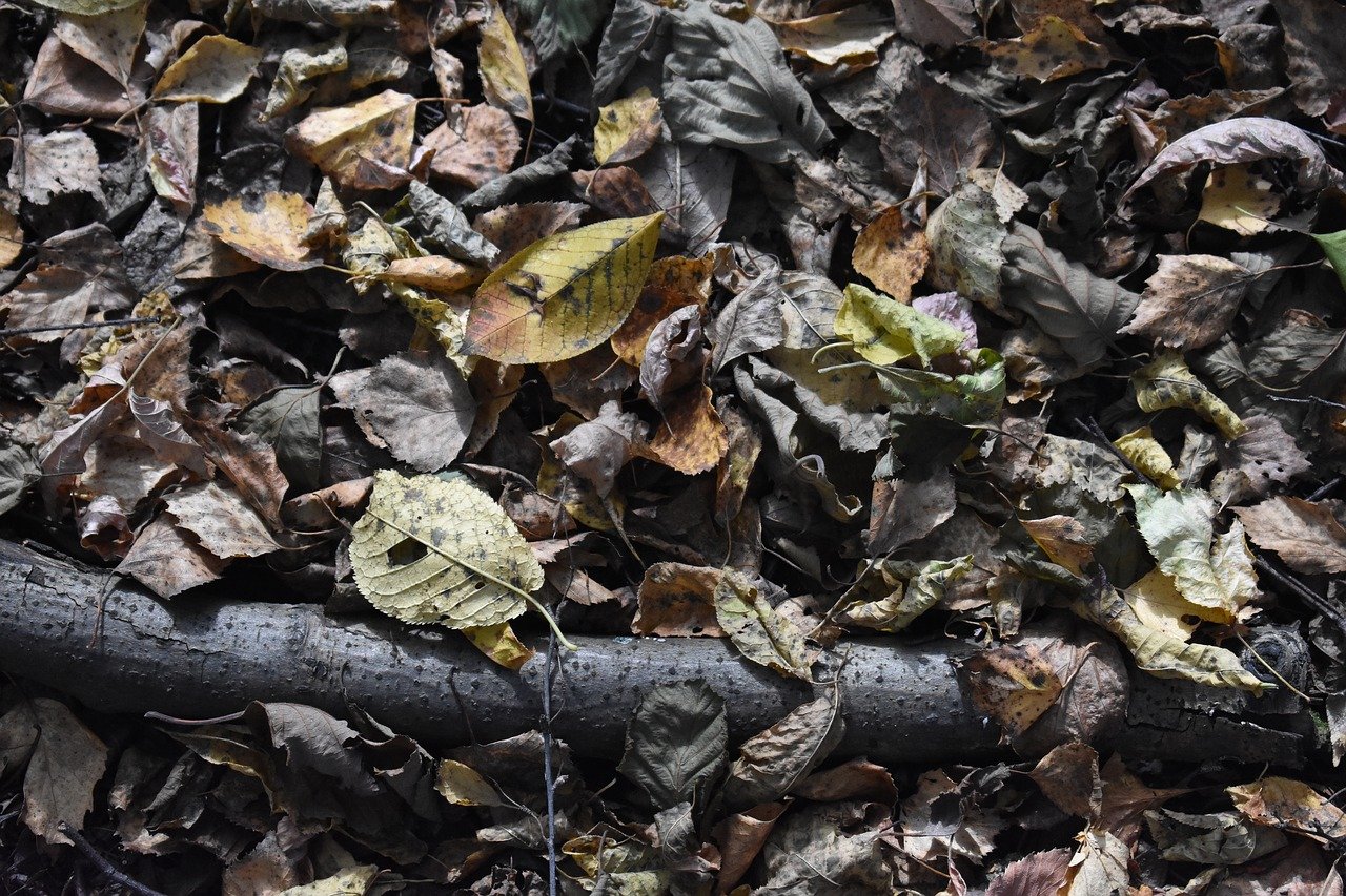 How to Responsibly Get Rid of Green Waste in Perth
